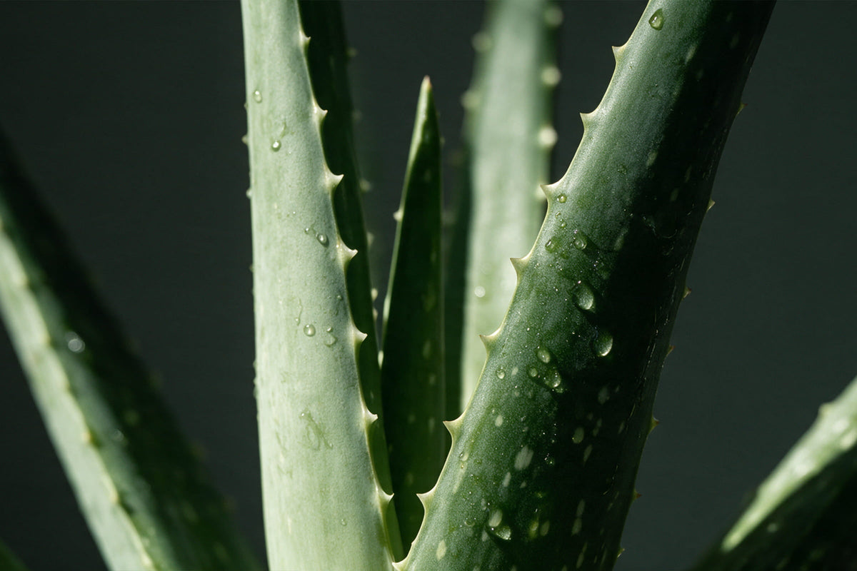 Aloe vera für die Haut: Der Wirkstoff, den wir unterschätzt haben